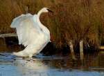 Nessy